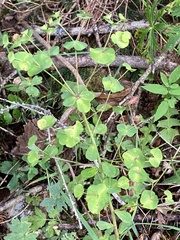 Euphorbia amygdaloides