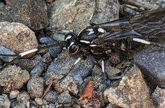 Coelichneumon
