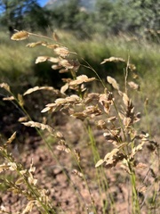 Eragrostis superba