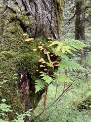 Tricholomopsis decora