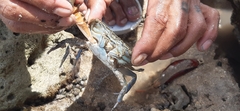Portunidae