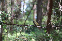Meliphaga lewinii