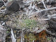 Eritrichium sericeum