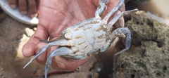 Portunidae