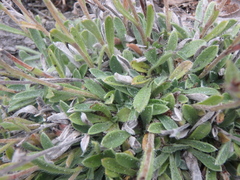 Eritrichium sericeum