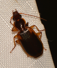 Cymindis limbata