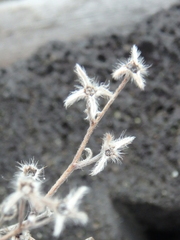 Eritrichium sericeum