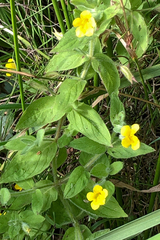 Erythranthe moschata