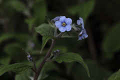 Hackelia uncinata