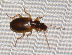Cymindis limbata