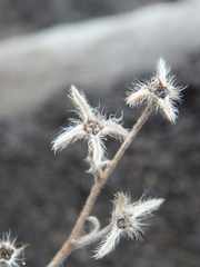 Eritrichium sericeum