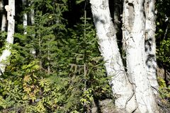 Picea jezoensis jezoensis