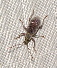 Cyrtepistomus castaneus