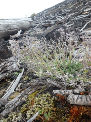 Eritrichium sericeum