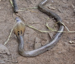 Naja naja