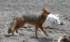 Lycalopex culpaeus andinus