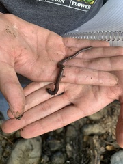 Lumbricus terrestris