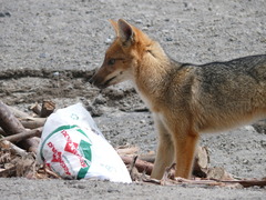 Lycalopex culpaeus andinus