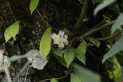 Hoya longifolia