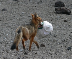 Lycalopex culpaeus andinus