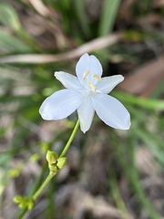 Libertia paniculata