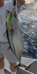 Thunnus alalunga