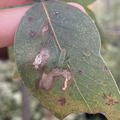 Araneus talipedatus