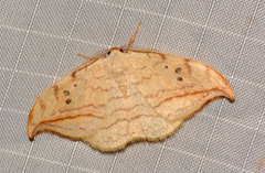 Drepana arcuata