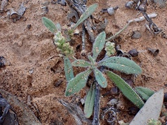 Plantago drummondii