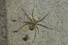 Ovtsharenkoia pallida