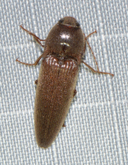 Melanotus