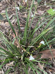 Libertia paniculata