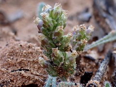 Plantago drummondii