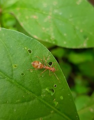 Myrmaplata plataleoides