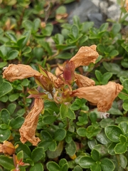 Penstemon davidsonii
