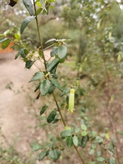 Correa glabra