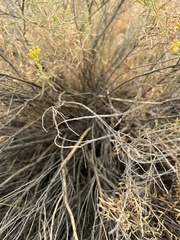 Chrysothamnus viscidiflorus