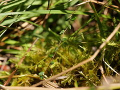 Vaccinium microcarpum