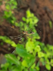 Leucauge decorata