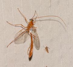 Enicospilus