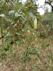 Correa glabra