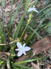 Libertia paniculata