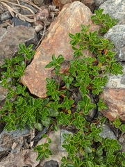 Penstemon davidsonii