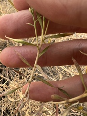 Chrysothamnus viscidiflorus