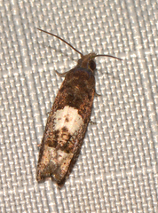 Eucosma parmatana