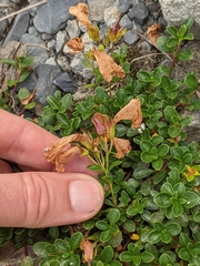 Penstemon davidsonii