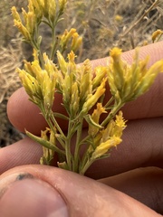 Chrysothamnus viscidiflorus