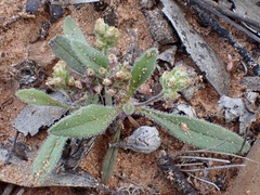 Plantago drummondii