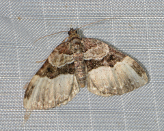 Euphyia intermediata