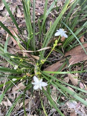 Libertia paniculata
